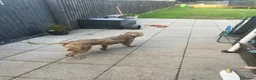 Mixed Breed dogs for sale: Mastiff x  - Advert 4