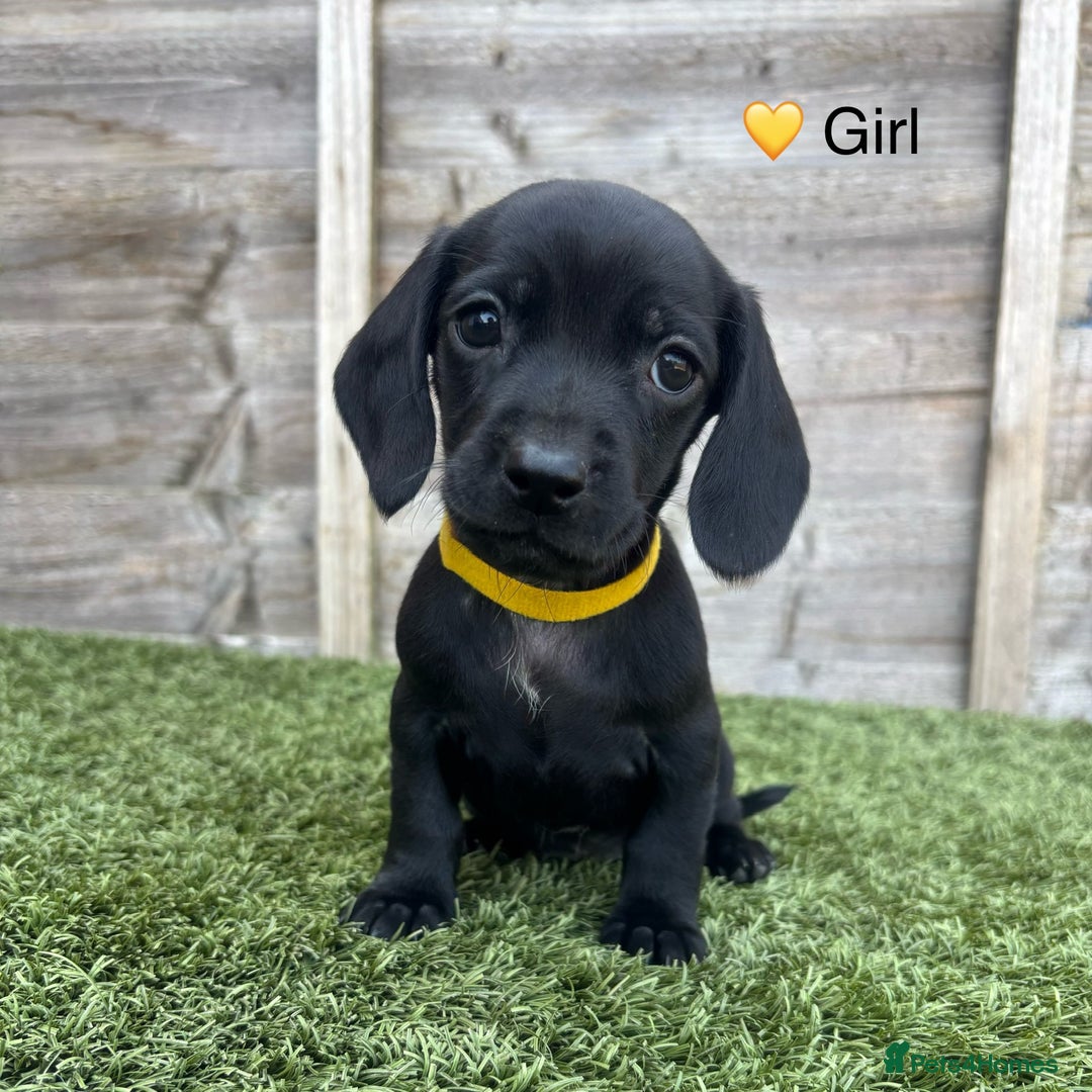 Mixed Breed dogs for sale: Top Quality F1 Docker Puppies - Image 12