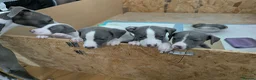 Whippet dogs for sale: Gorgeous KC registered whippet pups in Port Talbot - Advert 6