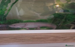 Axolotl reptiles for sale: Adult axolotl a full set up for sale - Image 6