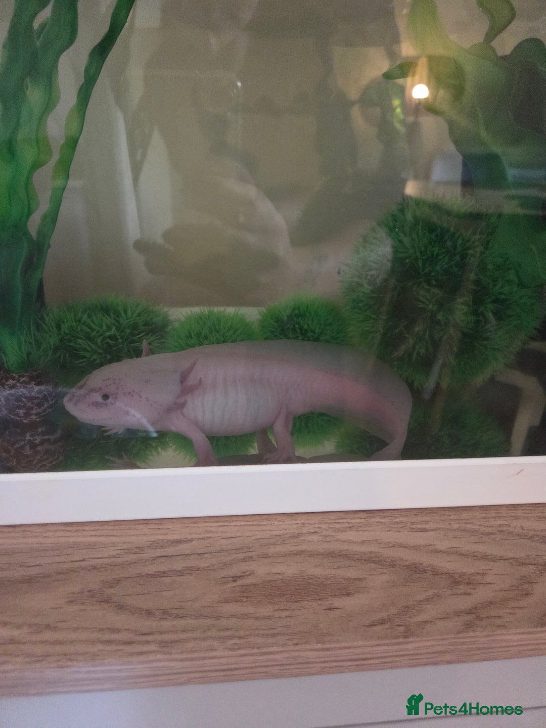 Axolotl reptiles for sale: Adult axolotl a full set up for sale - Image 6