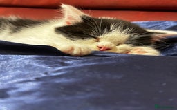 Mixed Breed cats for sale: Mom Scotish straight , dad mix  - Image 2