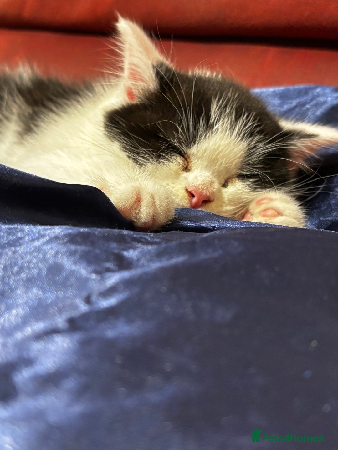 Mixed Breed cats for sale: Mom Scotish straight , dad mix  - Image 2