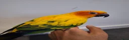 Conures birds for sale: Silly tame healthy baby sun conure - Advert 5