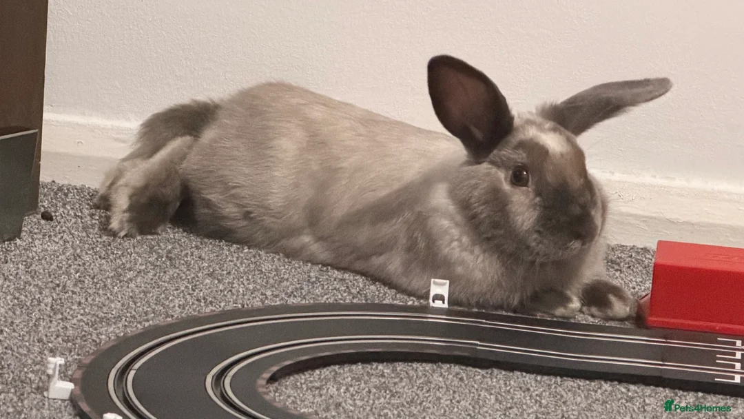 Mixed Breed rabbits for sale: Lionheadxminilop  - Advert 5