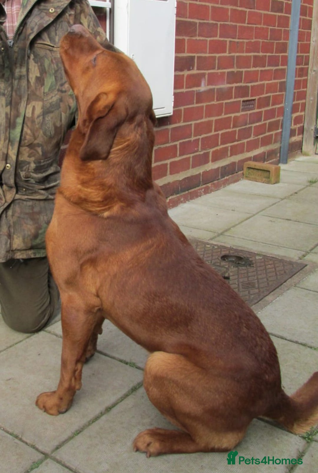 Labrador Retriever dogs for sale: 💥H/TESTED WORKING FOX RED LABRADORS FOR SALE💥 - Image 7