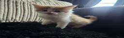 Mixed Breed cats for sale: Beautiful Kittens - Advert 11