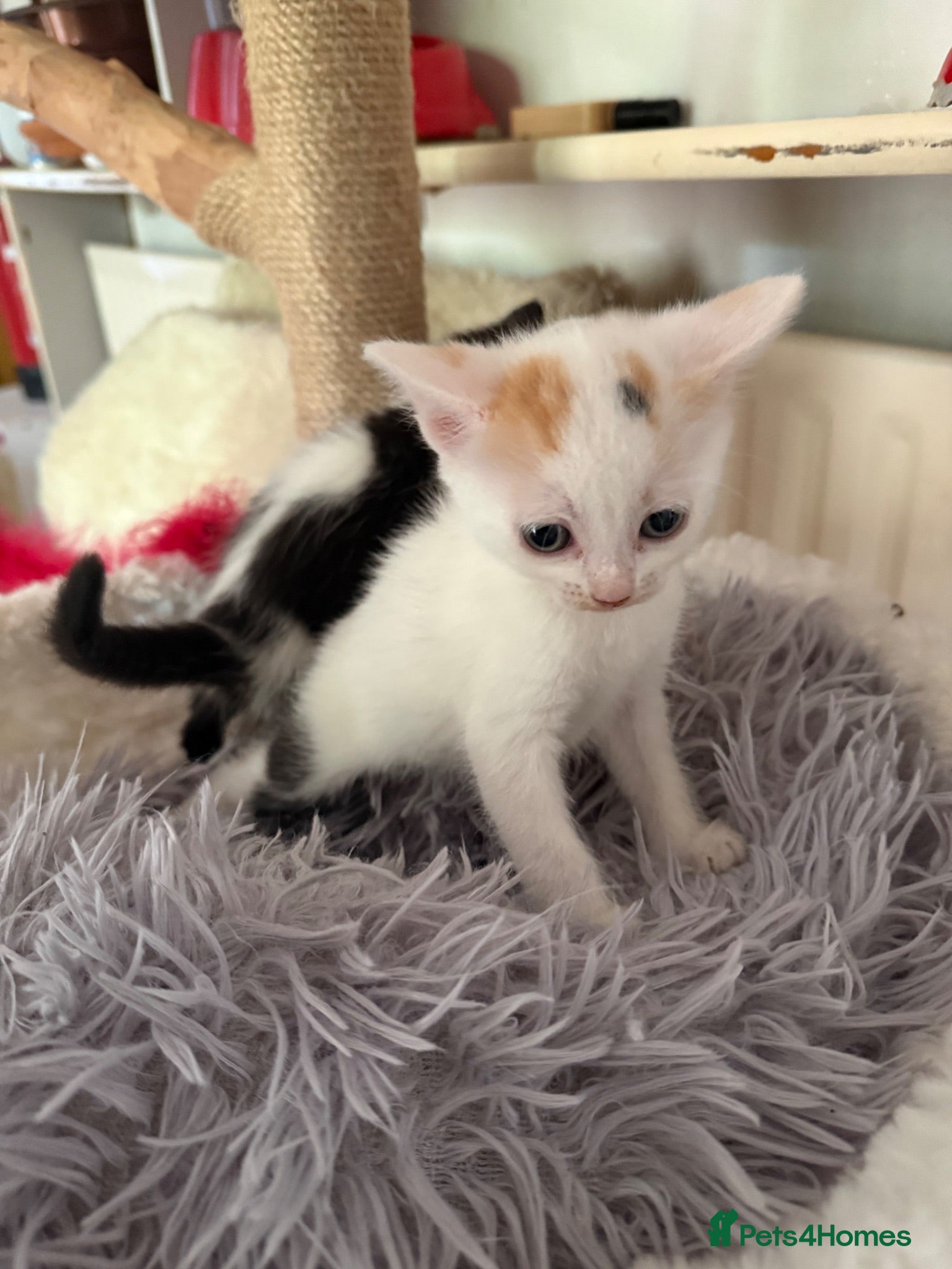 Sphynx cats Spyhnx LAST GIRL LEFT  - Advert 16
