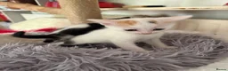 Sphynx cats for sale: Spyhnx mixed breed  in Epsom - Advert 22