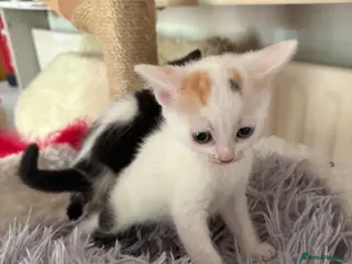 Sphynx cats Spyhnx LAST GIRL LEFT - Advert 16
