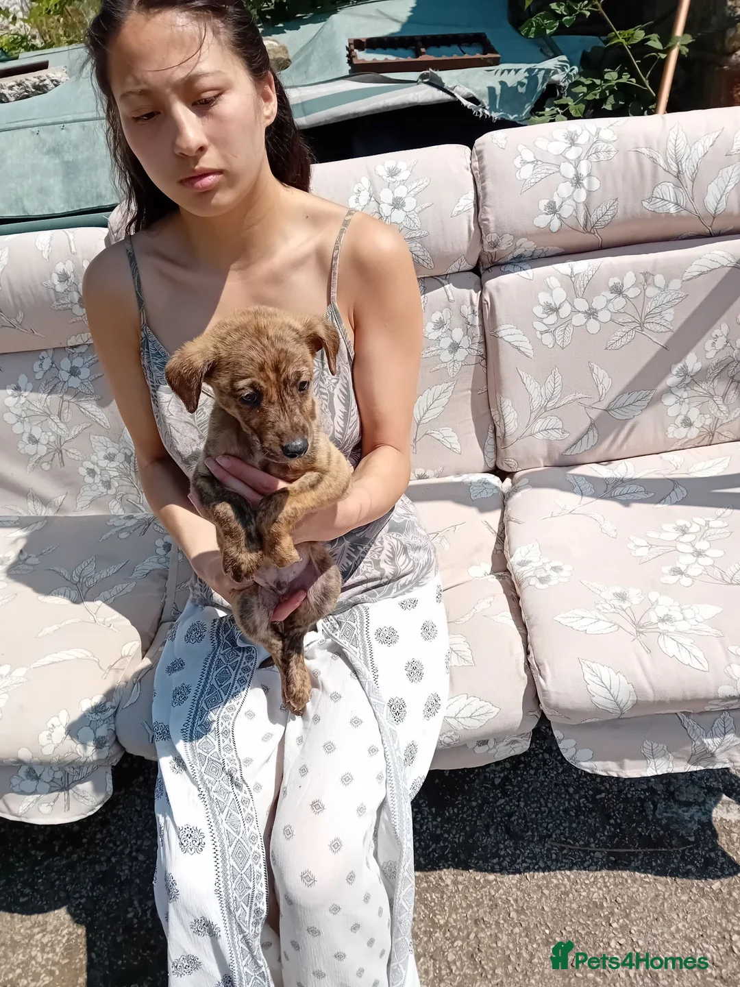 Lurcher dogs for sale: Adorable lurcher puppies  in Wrexham - Advert 2