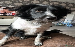 Border Collie dogs for sale: Ginny - Image 2