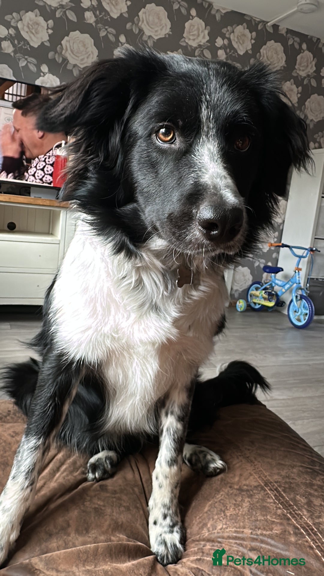 Border Collie dogs for sale: Ginny - Image 2