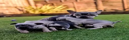 French Bulldog dogs for sale: French bulldog puppies  - Advert 1
