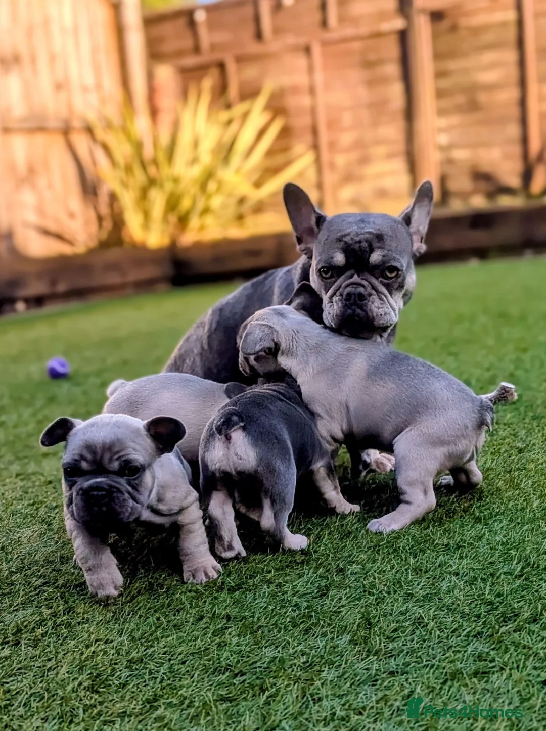 French Bulldog dogs for sale: French bulldog puppies  - Advert 1