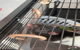 Rat rodents for sale: 2 female rats willow and flash  - Image 7