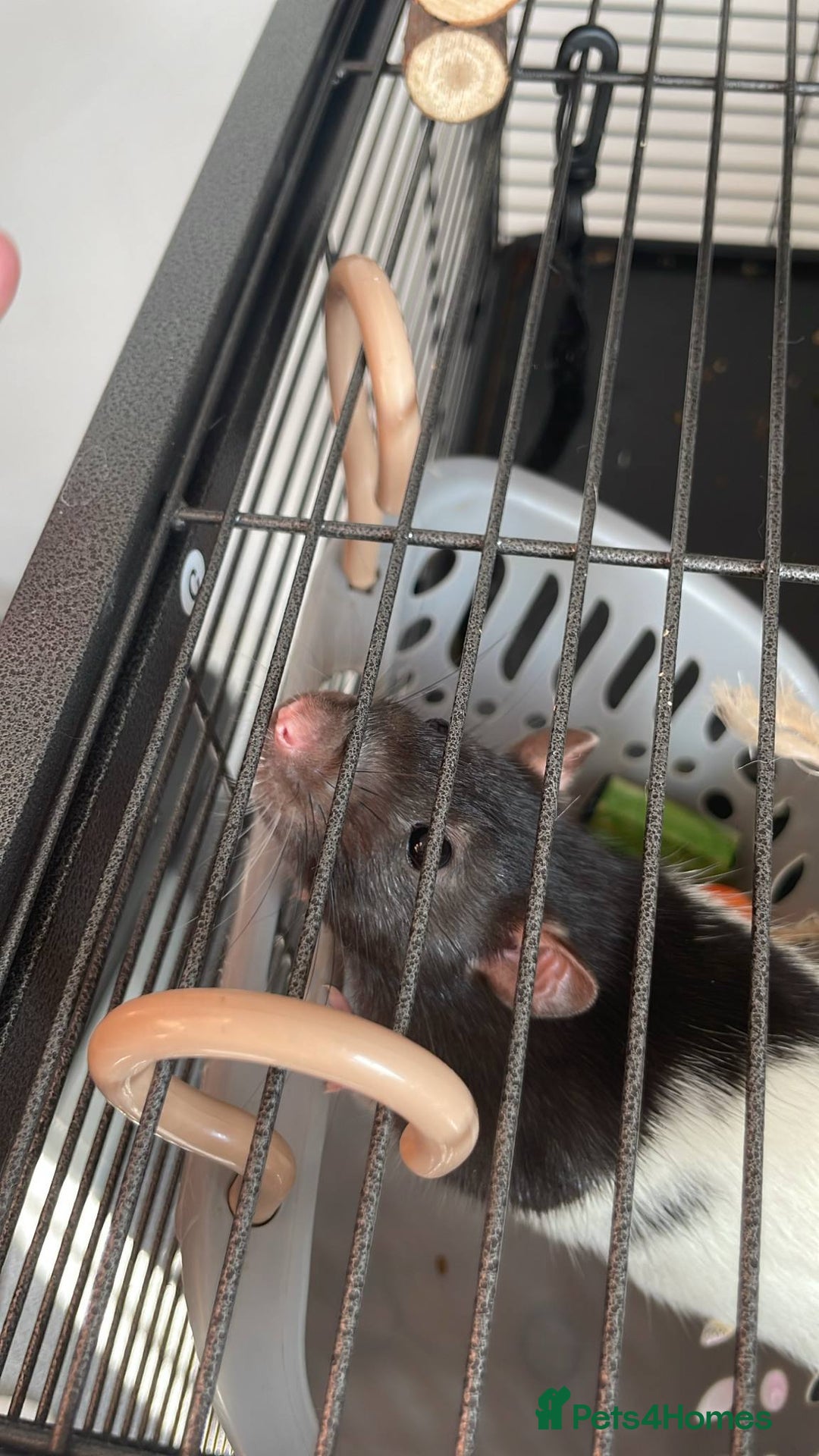 Rat rodents for sale: 2 female rats willow and flash  - Image 7