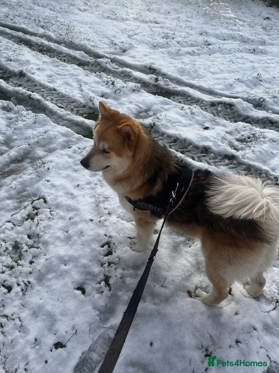 Mixed Breed dogs for stud: Loki -stud only  - Advert 7