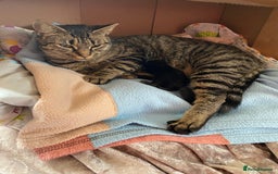 Mixed Breed cats for sale: 2 female black kittens and a tabby male  - Image 14