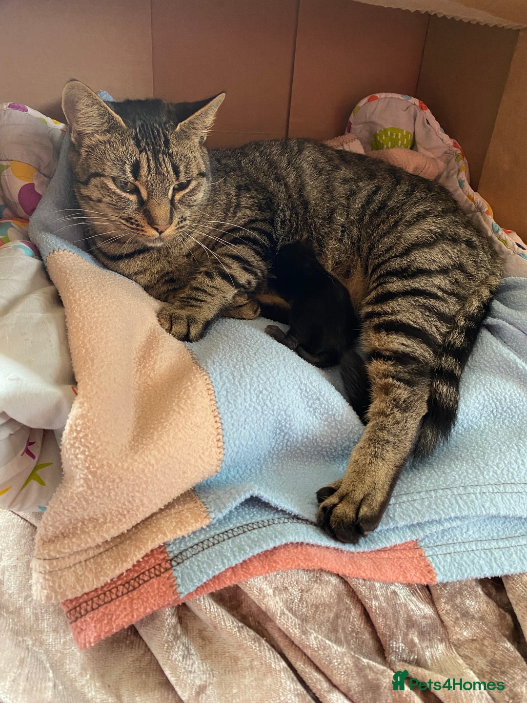 Mixed Breed cats for sale: 2 female black kittens and a tabby male  - Image 14