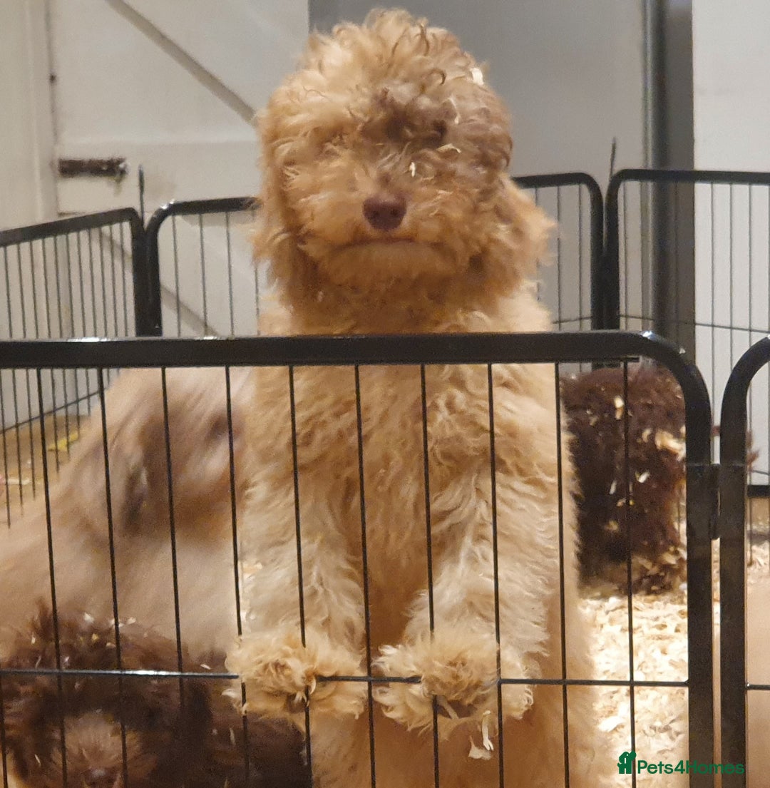 Labradoodle dogs for sale: Adorable litter of miniature labradoodles  - Advert 6