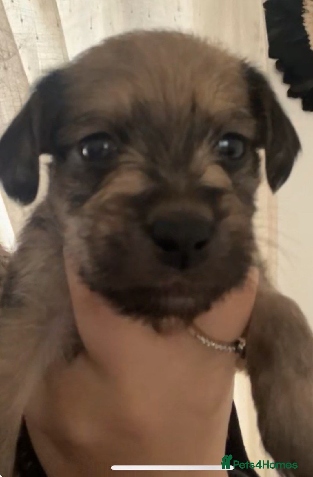 Mixed Breed dogs for sale: Poochon cross schweenie  - Advert 4