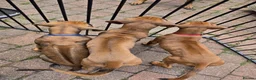 Rhodesian Ridgeback dogs for sale: KC Registered Rhodesian Ridgeback Puppies - Advert 7