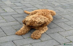Maltipoo dogs for sale: Quality Korean maltipoos - Image 4
