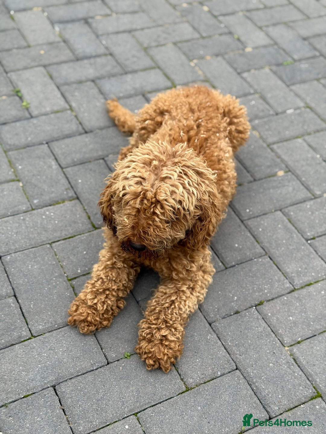 Maltipoo dogs for sale: Quality Korean maltipoos - Image 4