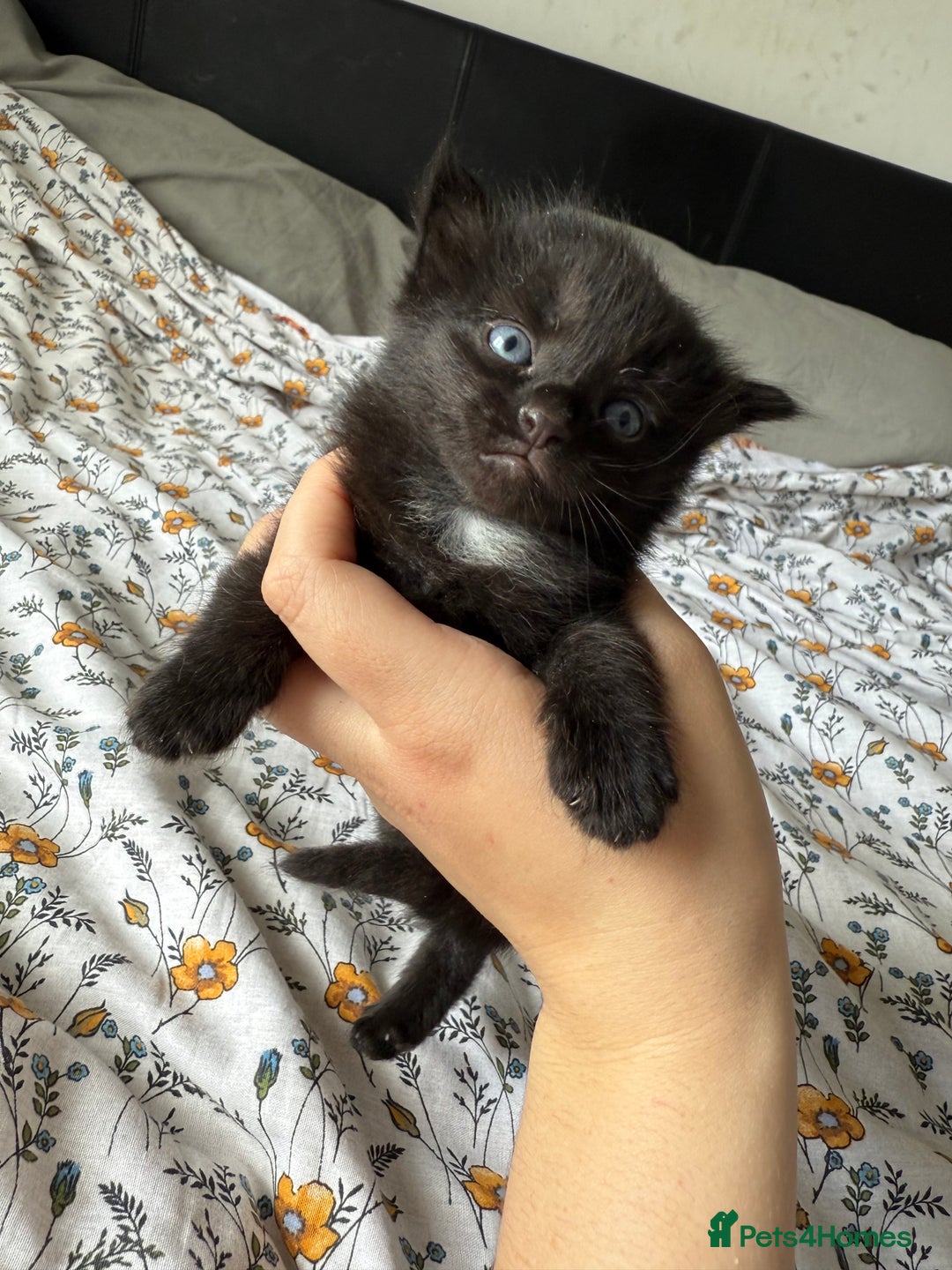 Maine Coon cats for sale: Maine coon x Russian Blue - Image 11