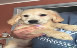 Golden Retriever dogs for sale: 3 White boys left show type - Image 2