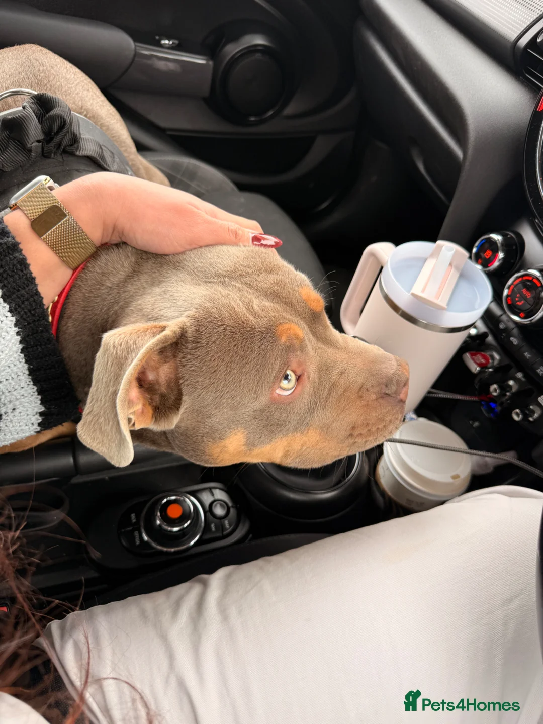 Mixed Breed dogs for sale: 6 months bulldog x staffy  - Advert 2