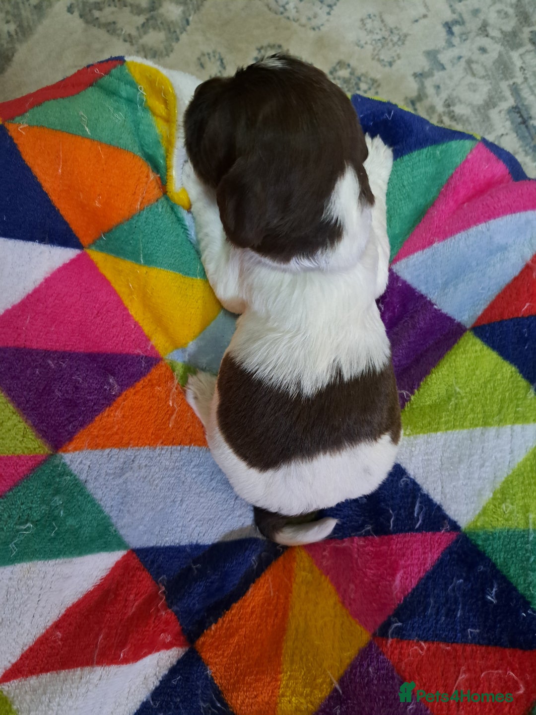 English Springer Spaniel dogs for sale: English springer spaniel pups - Image 14