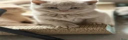 British Shorthair cats for sale: Beautiful lilac BSH GCCF - Advert 24