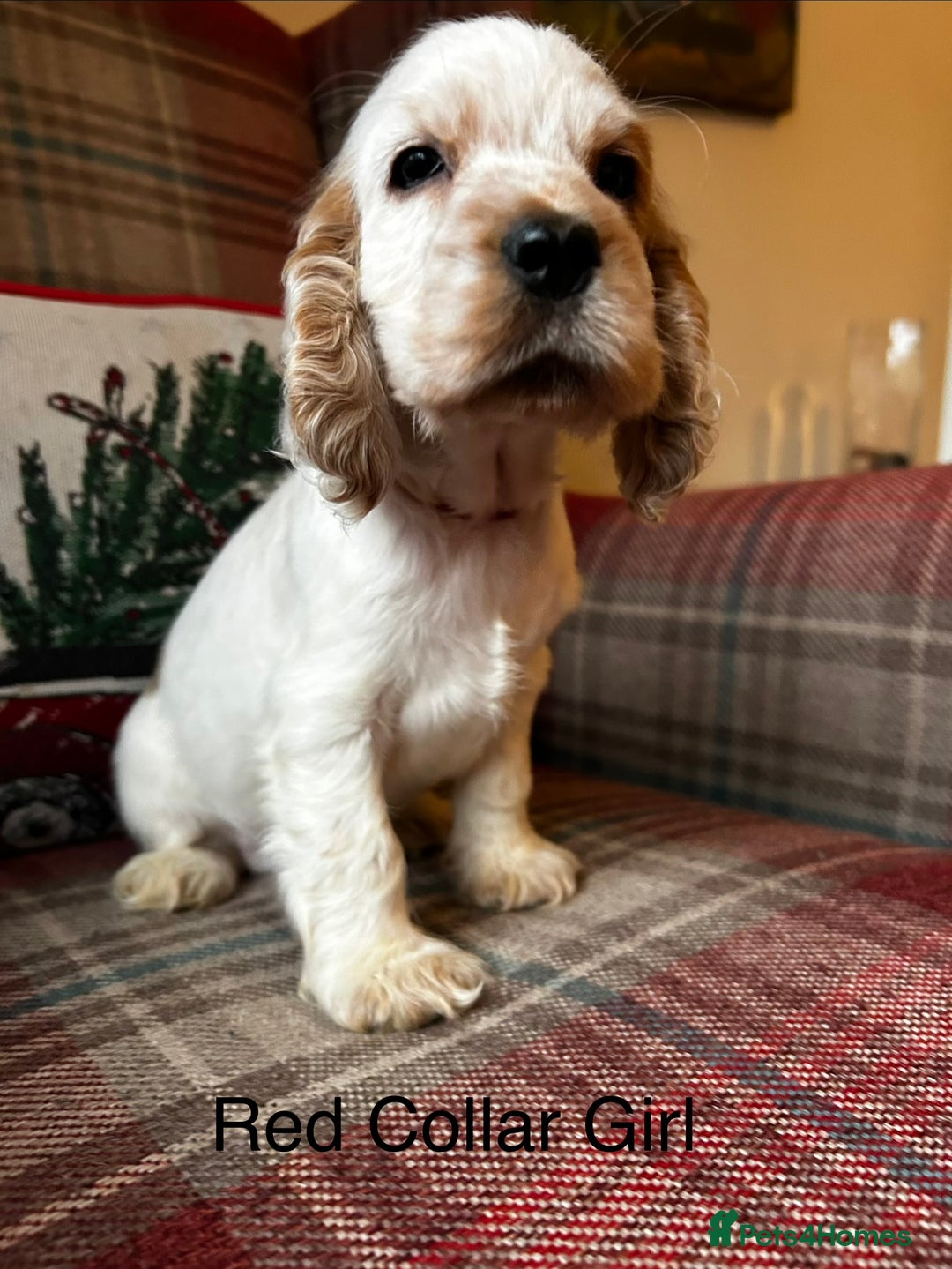 Cocker Spaniel dogs for sale: KC registered, health tested show type puppies - Advert 9
