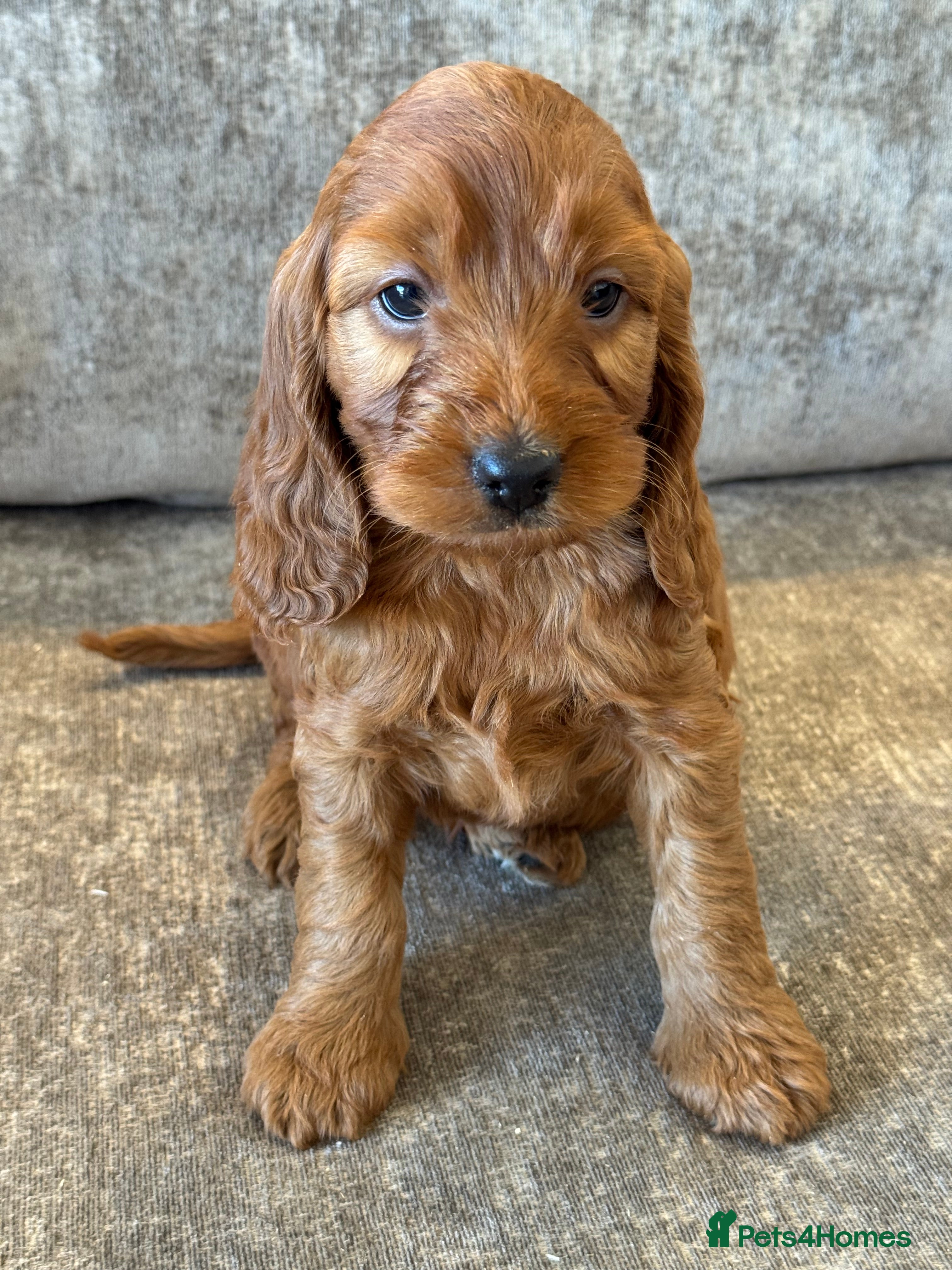 Cockapoo dogs BEAUTIUFL MIXED LITTER OF F1 COCKERPOOS - Advert 2