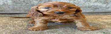 Cockapoo Puppy 11