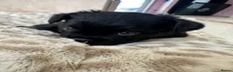 French Bulldog dogs for sale: Fluffy Frenchies - Advert 3