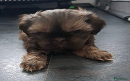 Shih Tzu dogs for sale: Imperial Shihtzu puppies - Image 13