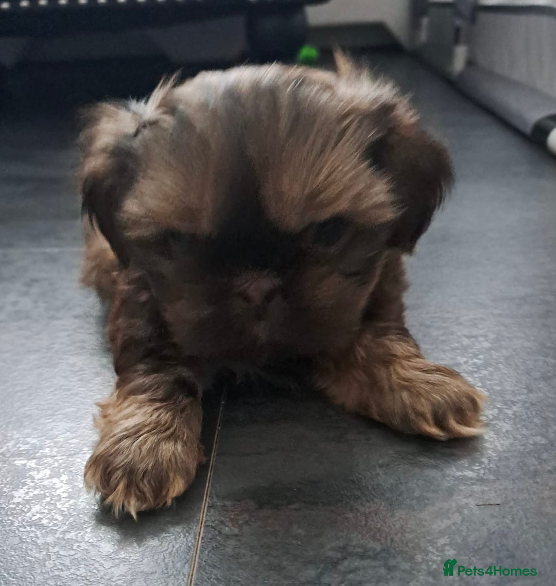 Shih Tzu dogs for sale: Imperial Shihtzu puppies - Image 13