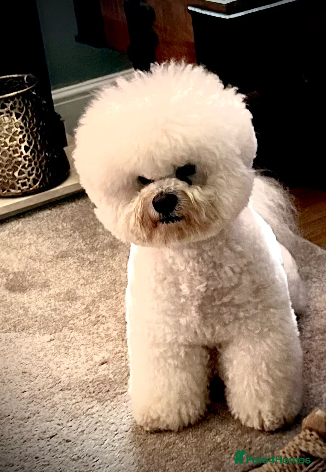 Bichon Frise dogs for stud: KC MULTI CHAMPION BICHON FRISE STUD DOG - Advert 2