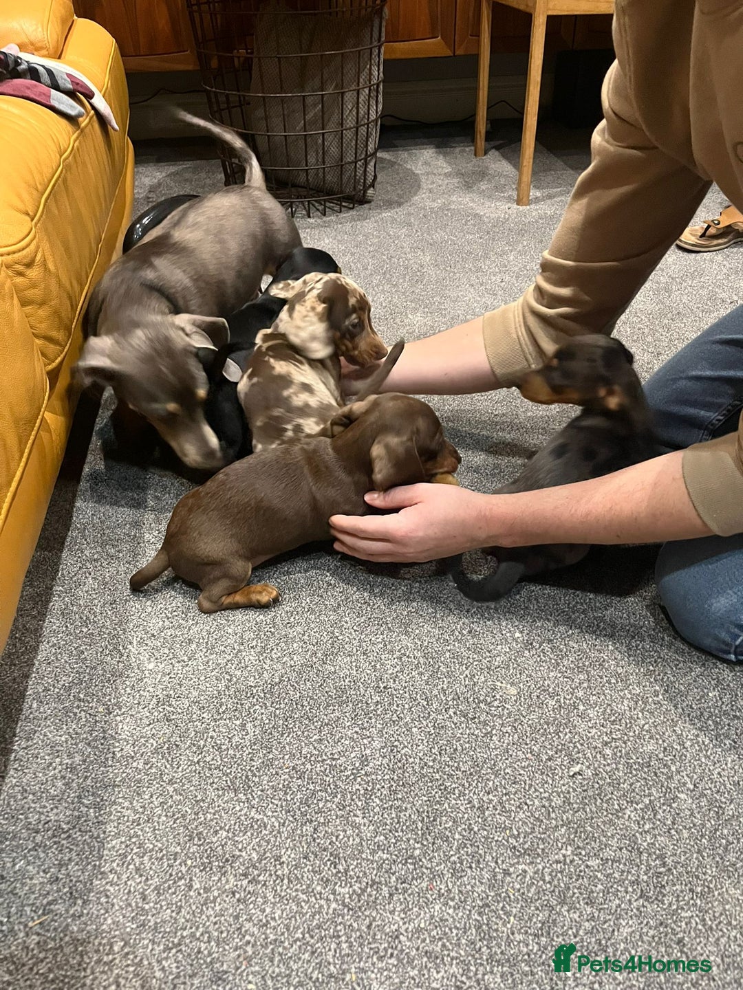 Miniature Dachshund dogs for sale: Exceptional Miniature Dachshund Puppies! - Advert 6
