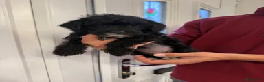 Jackapoo 1