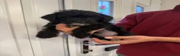 Jackapoo dogs for sale: Miniature Jackapoos  in Doncaster - Advert 4