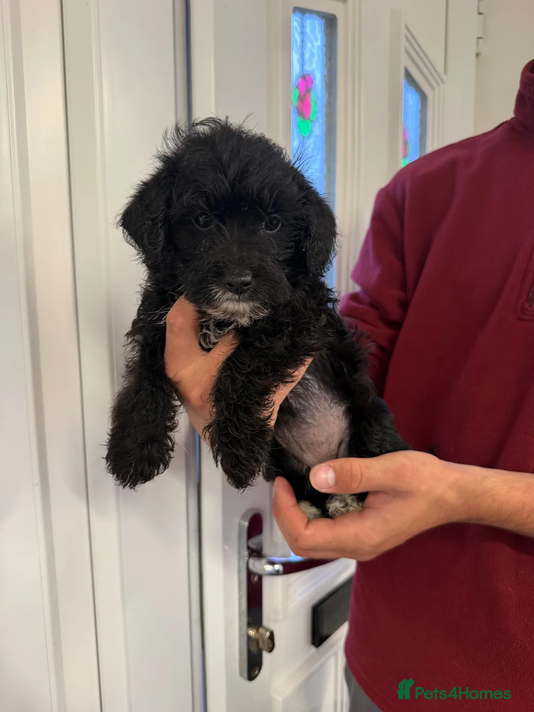 Jackapoo dogs for sale: Miniature Jackapoos  in Doncaster - Advert 4