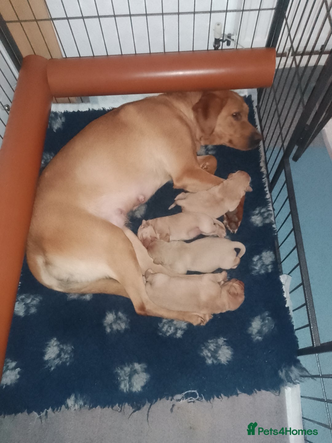 Labrador Retriever dogs for sale: Labrador KC registered puppies  - Advert 3