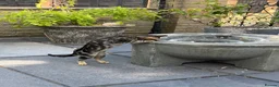 Bengal cats for sale: Bengal kittens Mum is Tica registered  - Advert 6