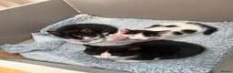 British Shorthair cats for sale: Adorable Black & White Kittens - Advert 5