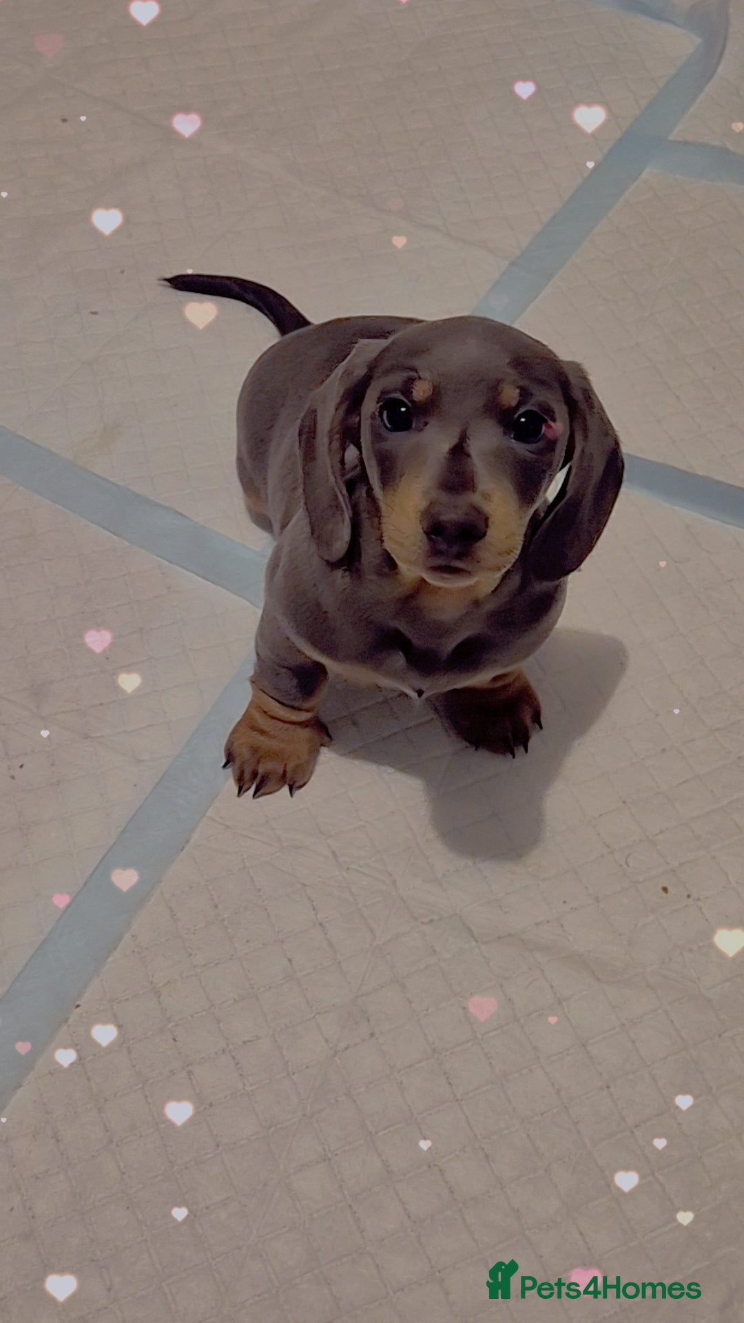 Dachshund dogs Puppies  - Advert 9