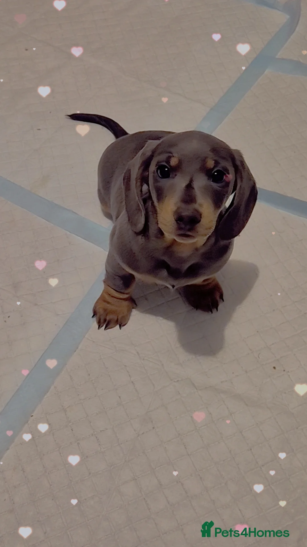 Dachshund dogs for sale: Puppies  - Advert 1